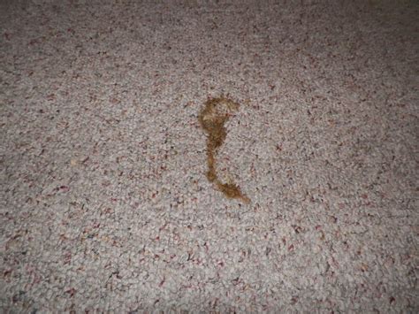 dried cat vomit hardwood floor cat gku