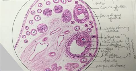 illustrations ovary general histology
