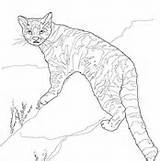 Coloring Andes Cat Mountain Andean Pages Wildcat Mountains Drawing Supercoloring Categories sketch template