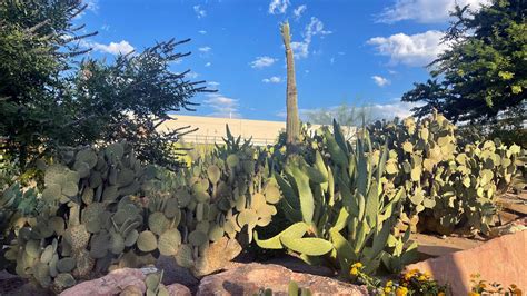 summer fun explore desert flora   ethel  botanical cactus garden klas