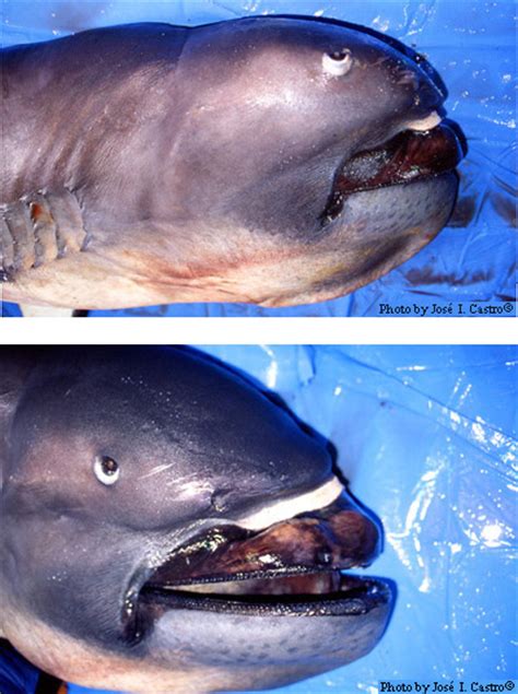 los tiburones más bizarros del mundo imágenes taringa