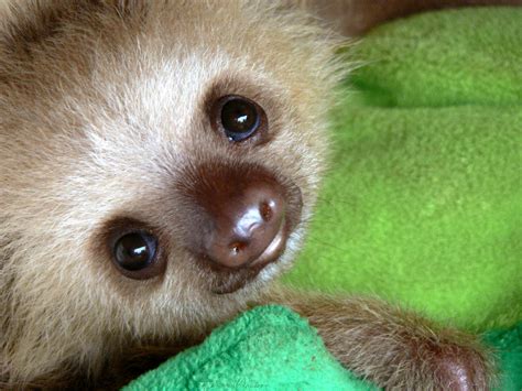 observations   nerd weekly dose  cute baby sloth