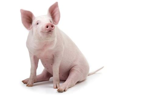 ¿quiere comer sostenible críe su propio cerdo buenavida el paÍs