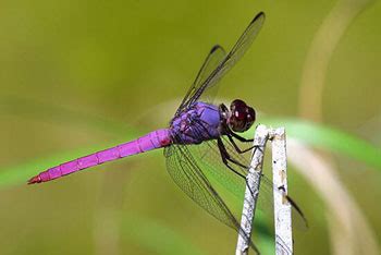 dragonflies  damselflies facts