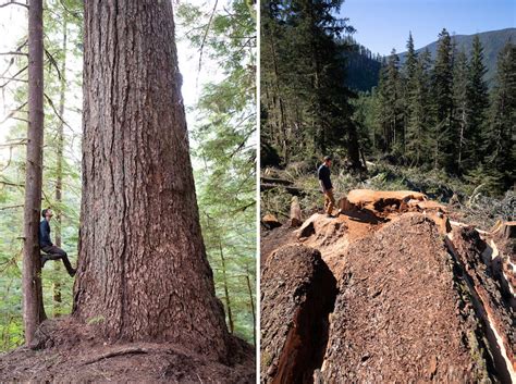 canadas ninth widest douglas fir cut    growth forest