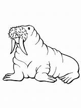 Walrus Coloring Pages Printable Baby Drawing Kids Template Clipartmag sketch template