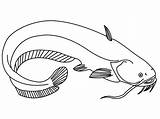 Catfish Mustache Colouring Bluegill Flathead Tail Kids Malvorlage sketch template