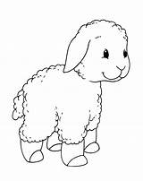 Agnello Lamm Colorare Cordeiro Disegni Lamb Cordero Passeggiata Colouring Ovejas Agneau Malvorlagen Pecore Colorkid Spaziergang Kleines Goats Walk Pequeño Schafe sketch template