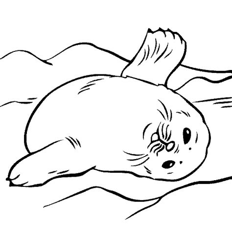 baby seal coloring page animal coloring pages cartoon coloring pages