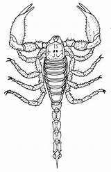 Scorpion Scorpio Colorier Coloriages sketch template