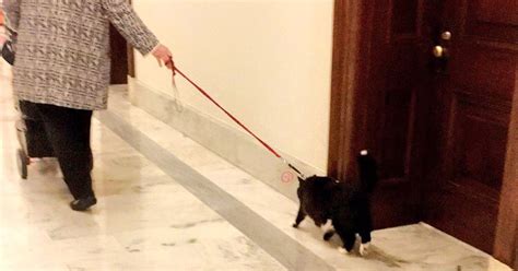 Woman Walks Cat On Leash In The Senate Building