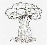 Baobab Tree Coloring Oak Pages Elm Trees Getcolorings Getdrawings Pngkit Printable sketch template