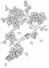 Tree Blossoms Cerezo Dibujo Cerezos Stencils Sketchite Giapponesi Bloemen Fiori Ciliegio Giapponese Potloodtekeningen Tatuaggi Bezoeken Visitar Tekenen Bordado Japonesa Bordar sketch template