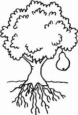 Tree Coloring Clipart Bare Clipartpanda 20coloring 20page 20tree Clipground Popular sketch template