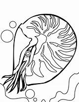 Coral Reef Coloring Pages Nautilus Ocean Clipart Drawing Kids Fish Line Ecosystem Drawings Clipartmag Designlooter Clip 49kb 1275 Getdrawings Popular sketch template