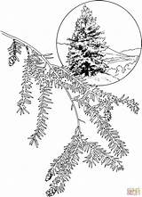 Hemlock Coloring Tree Eastern Cedar Canadian Pages Template sketch template