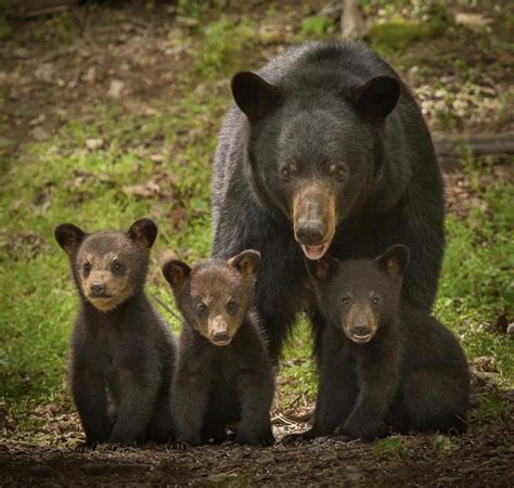 395 Best Mama Bear Images On Pholder Nature Is Fucking Lit