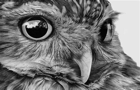 related image owls drawing face drawing animal drawings drawing