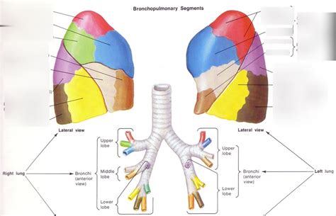 lung segments diagram quizlet