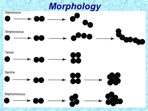 Staphylococcus Classification презентация онлайн