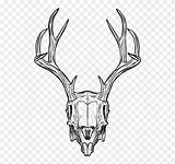 Skull Skulls Jackalope Horns sketch template