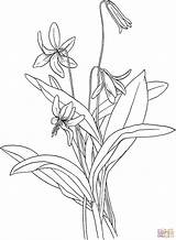 Lily Coloring Trout Violet Pages Fawn Tooth Americanum Erythronium Supercoloring Easter Lilies Gif Printable Dogs Tiger Flower Dog Salvo Borrada sketch template