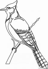 Coloring4free Coloring Bird Pages Jay Blue Related Posts sketch template