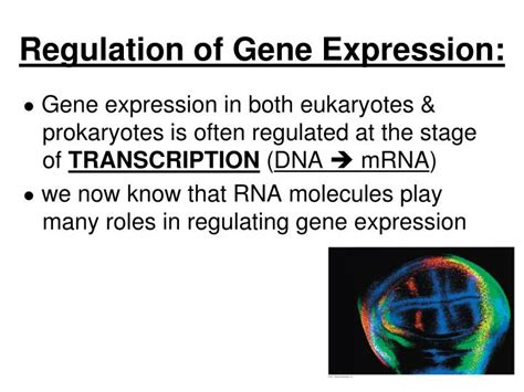 Ppt Notes Ch 18 – Part 1 Regulation Of Gene Expression Prokaryotes