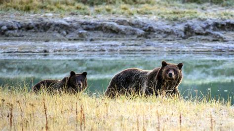 death  grizzly bear   yellowstone   investigation