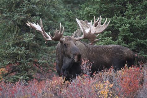 adventure trophy hunting photographing  worlds biggest moose