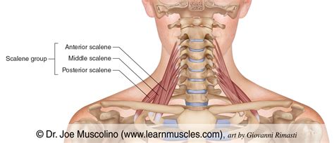 scalene group learn muscles