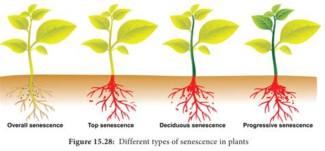 senescence types physiology factors affecting morphological