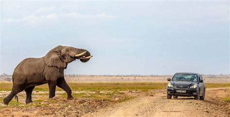 فرار خودرو از حمله فیل در حیات وحش آفریقا رسانه خبری اینتیتر