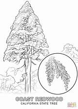 Redwood Coloring Tree Pages Getcolorings Color sketch template