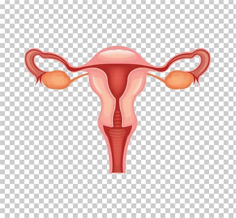 female reproductive system png clipart cancer cervical