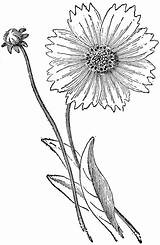 Coreopsis Drawing Lanceolata Clipart Etc Small Google Large Usf Edu La sketch template