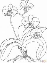 Orchid Coloring Phalaenopsis Moth Pages Drawing Silhouettes sketch template
