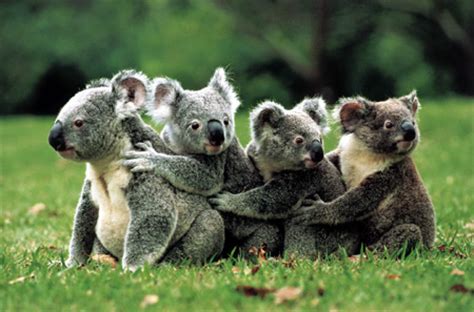 jigsaw puzzle koala family  pieces clementoni