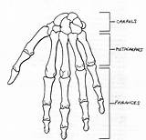 Hand Drawing Skeleton Coloring Anatomy Bones Skeletal Human Bone Right Labels Pages Anterior Foot Worksheet Left Label Diagram Lab Wrist sketch template
