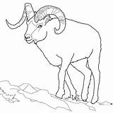 Dall Schaf Bighorn Animali Montagna Zum Ausmalbild Pecora Montagne Rocciose Tundra Gli Goat Ausmalen Mouflons Carneiro Desenho Malvorlage Stampabile Strickendes sketch template