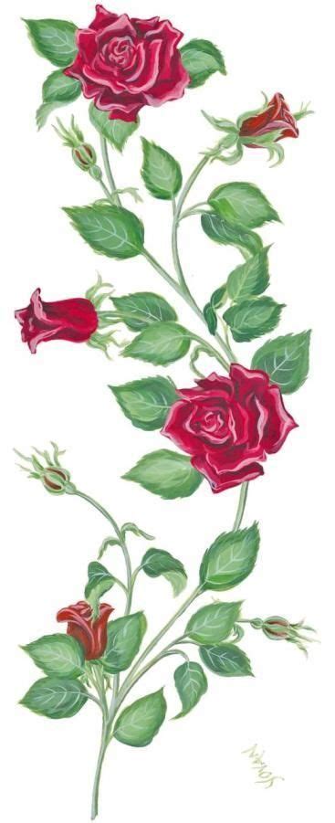 Lancashire Rose Tattoo Design Vine Drawing Flower Vine