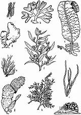 Plants Drawing Sea Ocean Coral Algae Floor Underwater Plant Coloring Pages Reef Template Marine Their Tattoo Getdrawings Gif Sketches Types sketch template