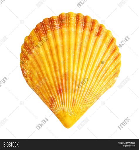 shell isolated  image photo  trial bigstock