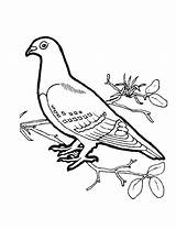 Aves Dove Pigeon Uccelli Oiseaux Sitting Salvajes Passarinhos Passaros Indice sketch template