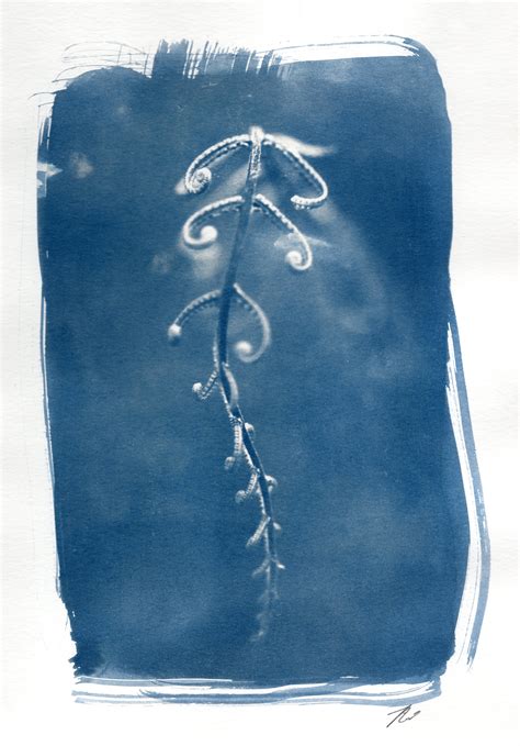 cyanotypes silivanch