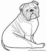 Dog Template Bulldog Coloring Pages English Mastiff Templates Printable Color Animal Shape Print Colouring American Printables Getcolorings Getdrawings Girl Kids sketch template