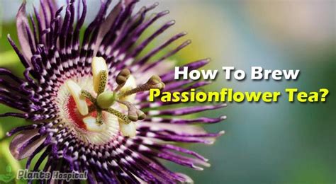 11 Proven Health Benefits Of Passionflower Uses Dosage And Warnings