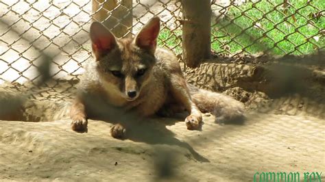 common fox enjoying  national zoological park youtube