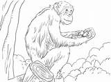 Chimpanzee K5 Worksheets K5worksheets sketch template
