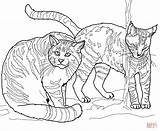 Gatti Andes Wildcats Selvatici Gatto Stampare Selvatico Disegnare sketch template